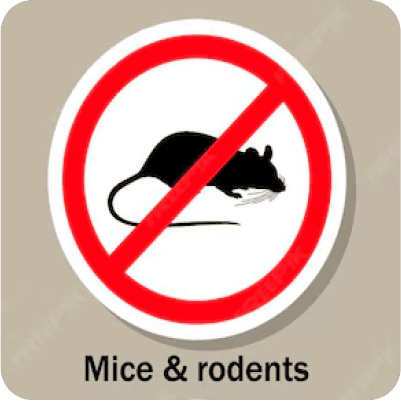 Mice & Rodents